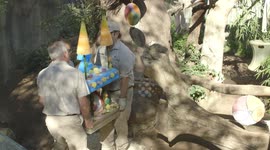 Panda cub goes wild for Apple and Bamboo Birthday cake