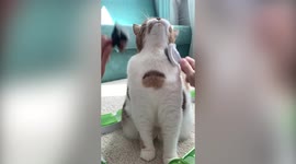 This adorable Russian cat absolutely LOVES getting her hair brushed