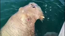 Wally the famous wandering Arctic walrus was filmed trying to BOARD A BOAT full of tourists