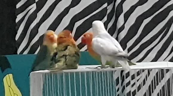 Annual Bird Meeting