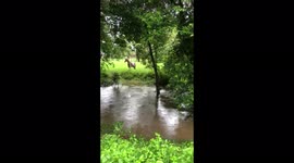 Why did the horse cross the creek?