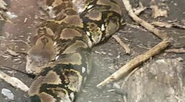 Reticulated python world's longest snake that grows to lengths of over 16ft