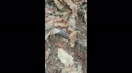 ant procession like moving on to new house or going on vacation