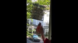Robin flying is slow motion upside down so it can eat our seeds