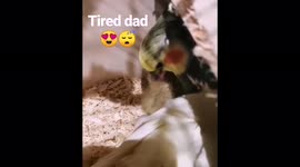 poor dad Rio is feeling  pretty tired and sleepy while reeding his new baby chick Maro  , apparently being a new parent is hard