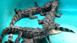 Just born hatchlings of a crocodile are so violent as it's mama in South India
