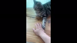 Cat's Hand Prank