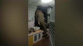 Hungry wild elephant smashes its HEAD through kitchen wall to steal bag of rice (with stills)