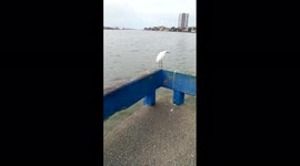 White seabird watching the water and making a small flight on a cloudy autumn day.