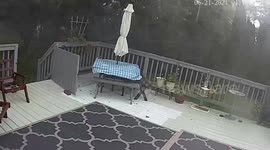 NE Ohio Storm! Near miss to disaster! All animals are safe!