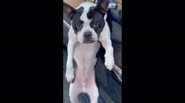 Silly dog fails jumping out of a moving car in Chicago