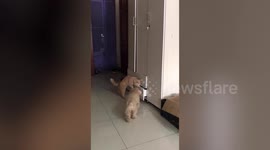 Smart cat hides inside drawer to keep warm