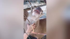 Thanks dear! Deer enjoys neck scratches from little girl