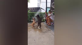 French bulldogs bulldoze over each other while playing with water