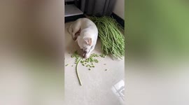 狗子用嘴把豆角咬成均匀小段 仿佛帮主人择豆角