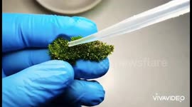 YouTuber shows how to find waterbears or tardigrades and even see their eggs