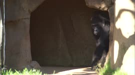 How Zookeepers Introduce New Gorillas to one Another