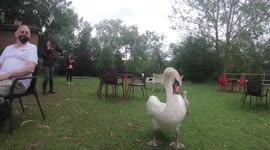 Brave mother swan defends babies from cameraman with 'fearsome' peck attack