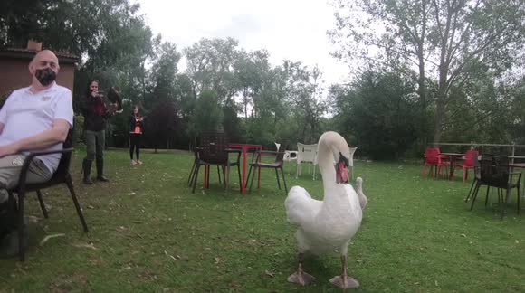 Brave mother swan defends babies from cameraman with 'fearsome' peck attack