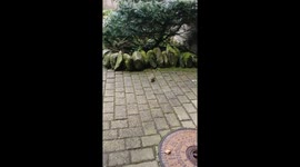 Watching a Robin peck at the cobbled ground nearby. Scotland, Feb 2018