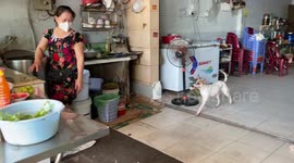 The dog very smart helps the owner to collect money for the owner selling Pho in Vietnam