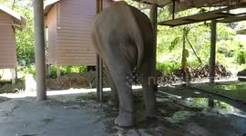 Emaciated elephants tied by their NECKS to metal poles finally rescued