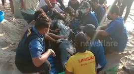Heroic locals save beached whale stranded in Phuket, Thailand