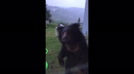 Local has unbelievably close encounter with wild bear in southern India