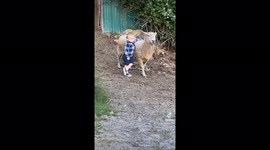 A boy and his sheep. My son and his favorite sheep Shirley.