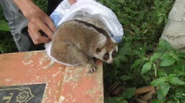 Rescuers help down slow loris trapped for hours on high-voltage powerline