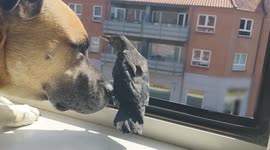 Touching moment gentle dog 'makes friends' with rescued young crow