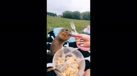 Wild field gophers cute eating pasta
