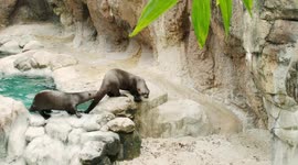 Blind otter finds friendly companion to help him explore new enclosure at US zoo
