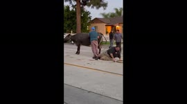 Moo-ve it! Cows escape slaughterhouse in Pico Rivera, California