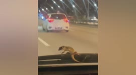Determined lizard clings to car windshield during highway drive