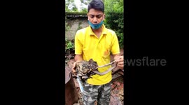 Indian fireman uses bare hands to free venomous cobra from coal tar