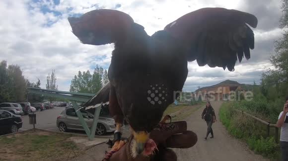 Wildlife enthusiast cannot contain his excitement when bird of prey lands on his arm