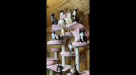 Dozens of Maine coon kittens move their heads in sync as they track object
