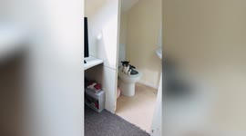 A clever cat has taught himself to use the toilet just like a human!