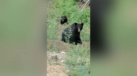 Chinese forest officer spots 5 black bears near guard station