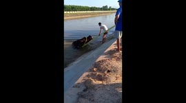2 cows rescued from river by Vietnam villagers via crane
