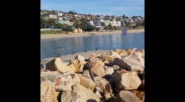 Pied Kingfishers Flitting Around the Harbour
