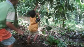 When the boy twice had bad luck while playing swinging with the mangosteen tree twigs