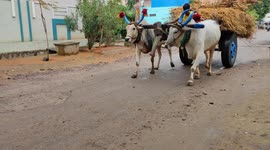 Agriculture formaring worker beautiful bulls vehicle run 4k footage