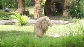 Thai lion predicts England will lose to Germany in Euro 2020 last 16