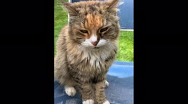 Man discovers ghost of Freddy Mercury in cat's paw. Mobile App fail!