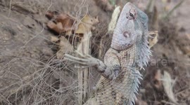 Animal rescuer frees lizard trapped in fishing net in southern India