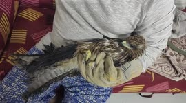 One-legged eagle acts like a pet in the home of its rescuer in southern India