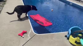 Bodyboarding Dog!