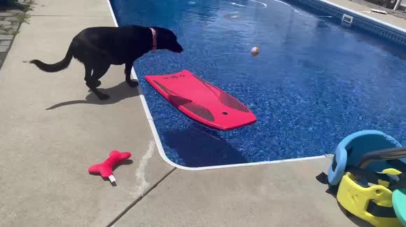 Bodyboarding Dog!